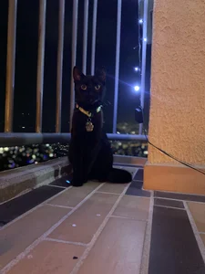 anapuala_sexxxのlove of my life 🥺Pandora 🐈‍⬛ Tomas 🐈の 6枚の写真