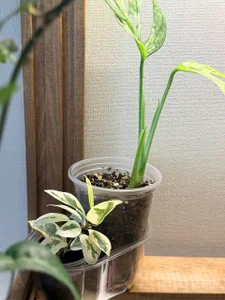 Eva_Zill: My Paradise🌻🌱🌿 ( 3 фото)