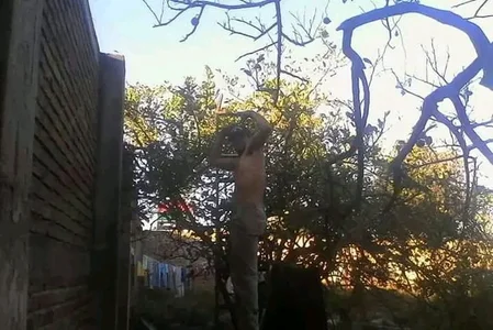 Public de Guanatos13  6 Imagens