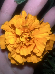 ronald_thompson20 Un poco más de mi. A little more of me Pic 7