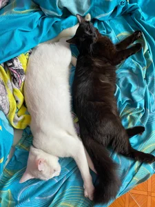 Zdjęcia HaruRose_ Public:  3