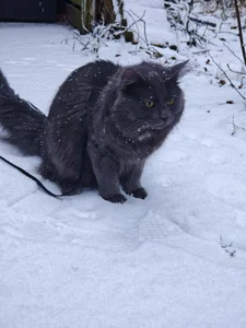 TattooedGirlDK Laban the kitty Pic