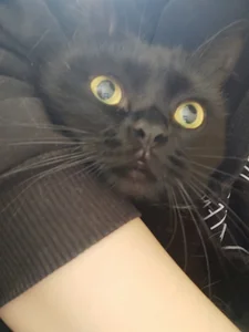 GumusGuray ❤️ my cat ❤️ Pic 6