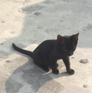 Zdjęcia papacitoji Public:  3