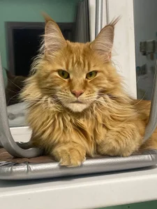 Lilian_Stars My sexy cat Εικόνα 4