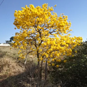 jegue_moreno Public Gambar