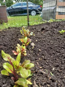 Gardening de sunnydude255 Foto