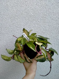 Plants from my lovers <3 wanna buy me plant? Check my tip menu:) de SluttyBanana Foto 4