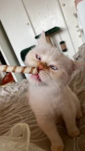 paradisaic_delight kullanıcısının My big little love albümü -  fotoğraf