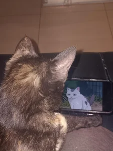 angela_angels_ haru my cute cat Pic 6