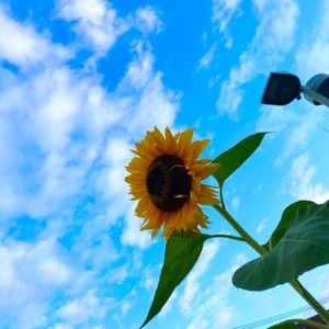 沖縄行ってきたひまわり一番好き de Big_ayu_ Foto 2