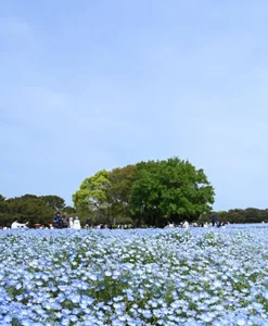 UMIumi- Umi's daily life🐬 Pic 5