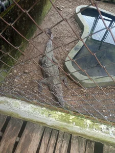 Chanelll_Taylorr_ Objeepic tivo. vacation to coveñas colombia in november 2025 dream come true Foto 5