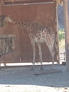 Evalain_shadow My Travels ✌️ Pic