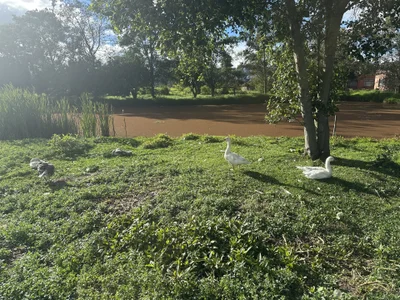 nezonx Nature Vibes 🎋🌴🌳 Kuva 7