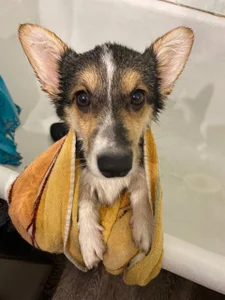 Supergoal for superdog od Ariana_Petite  4 snímek