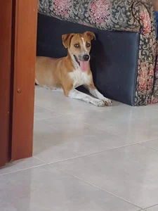 my cute pet🐶🐶 de Maria_rosita  photos