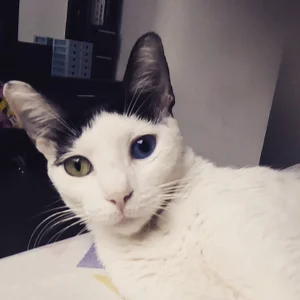 ♥♥♥ My pets ♥♥♥ de selena_moon98  Imagens