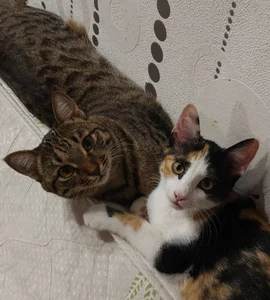 Chrissy_Joyful Meet my cats 사진 7
