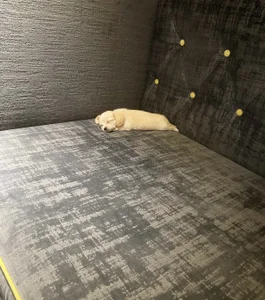 Public de Rin_Rin_chan_ Foto 2