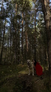 JennyFerguson enchanted forest😍 Gambar 4