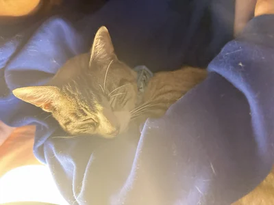 Bunnyylovee 😺 Billede 3