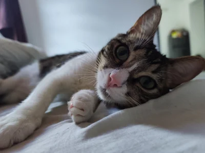 Danysca Mes magnifiques chats slika 8