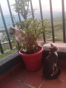 serafelle: me and my cats ❤️😽 ( 3 фото)