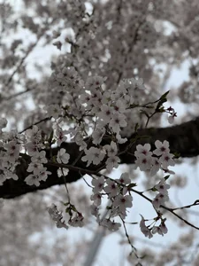 runa-chan- Public Gambar 5