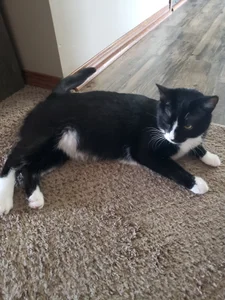 MrMechanic38 Public Immagine  4