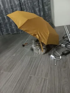 Alicia_x_art My pets صورة واحدة|Alicia_x_art My pets صورتان|Alicia_x_art My pets  7 صور|Alicia_x_art My pets  7 صورة