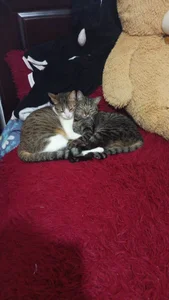 Chanelll_Taylorr_ My two great loves Foto 4