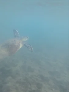 Rin_Wolfy lovely nature *_____* 圖片