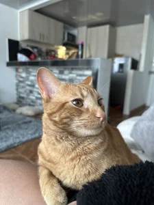 babesamantaのMy kitty😻の 6枚の写真