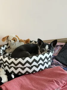 Elis_Fox my beautiful Dana 🐶🐕❤️ 사진 4