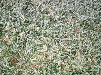 BocaElite Foguete صورة واحدة|BocaElite Foguete صورتان|BocaElite Foguete  5 صور|BocaElite Foguete  5 صورة