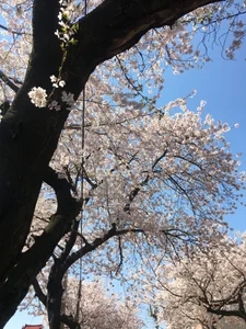 xiaoxiao-58 敏 Immagine  5