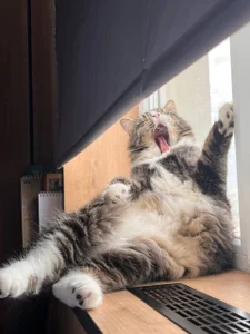 saint_trisha my cats صورة واحدة|saint_trisha my cats صورتان|saint_trisha my cats  2 صور|saint_trisha my cats  2 صورة