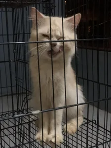 bebe_hemosa69x my bby 사진 4