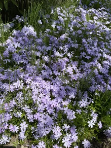 iiiviviii Public slika 7