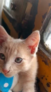 Lana_Dreams_ the owners of my heart Pic 2