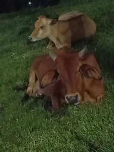 Atley_Dolly Weird stuff Pic 2