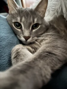 SashaMeow kullanıcısının My kitty’s ❤️ albümü -  6 fotoğraf