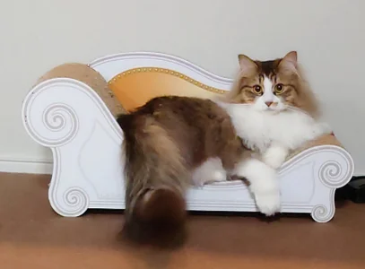 KANNA-xxx 愛猫 Immagine  2