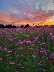 コスモス🌸Flower de Ryo-j Foto 5