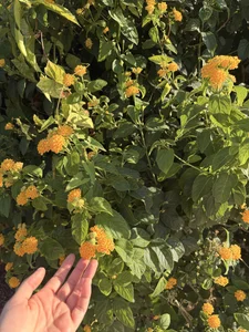 Alirawrz Nice 🇫🇷 Pic 8