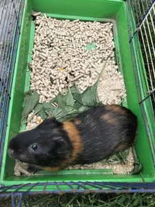 My pets =)