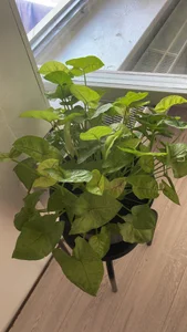 Alma- My Plants☘️🌿 Pic 8