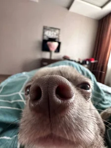 DinaTasty my animals ♡ Gambar 2