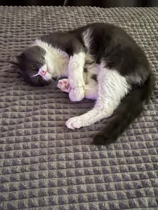 AliceLebel: Fluffy Neighbors ( 5 фото)